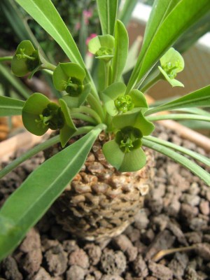Euphorbia bupleurifolia - Blüten.JPG