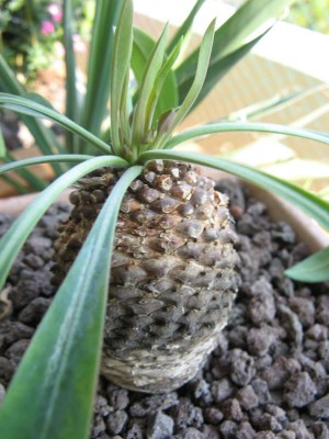 Euphorbia bupleurifolia - Knospen.JPG