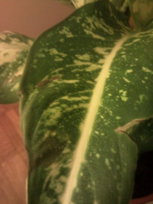 P120504_205535 777.jpg