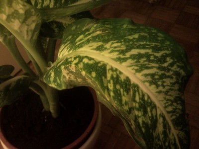 P120504_204800 777.jpg