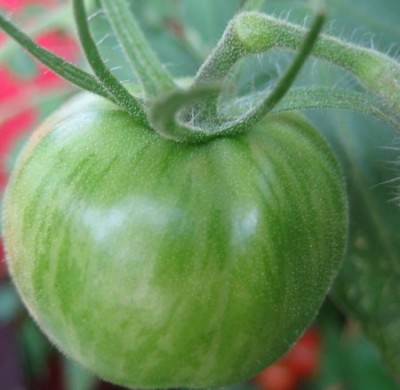 grüne Zebra-Tomate.jpg