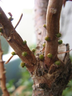 Taxodium distichum.jpg