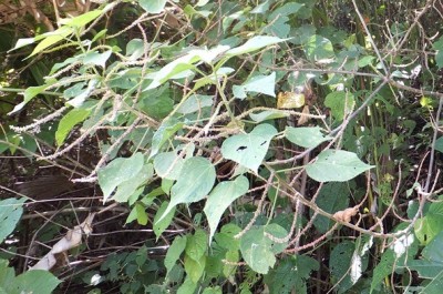 187. Pflanze, DSCF0629.JPG