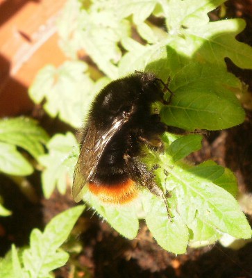 Hummel1.jpg