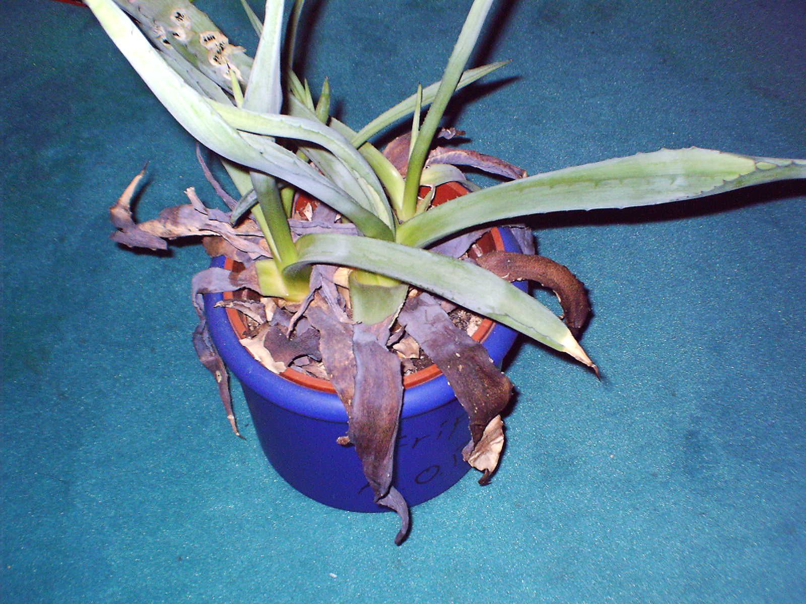 Meine Agave hat braune Bltter!!!  Pflanzenkrankheiten & Schdlinge   GREEN24 Pflanzen & Garten Forum