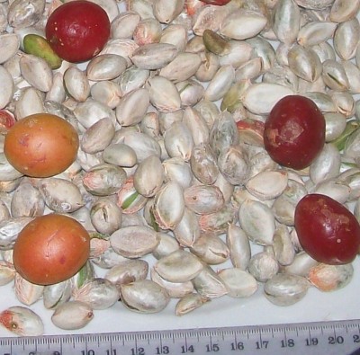 Bunchosia argentea, Früchte und Samen 1.jpg