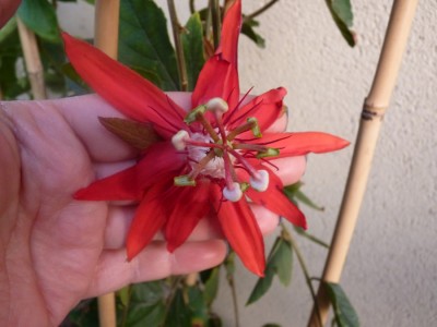 passiflora vitifolia3.jpg