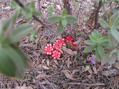 IMG_4495.JPG