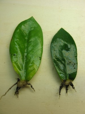 Zamioculcas zamiifolia - 4 Mai 2012.jpg
