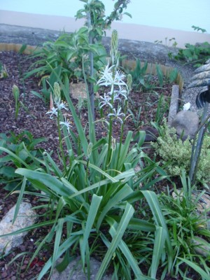 Meine Bilder 1555a.jpg