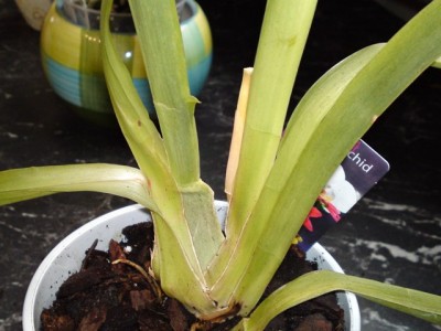 Miltonia (1).JPG