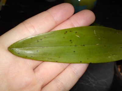 Burrageara (2).JPG