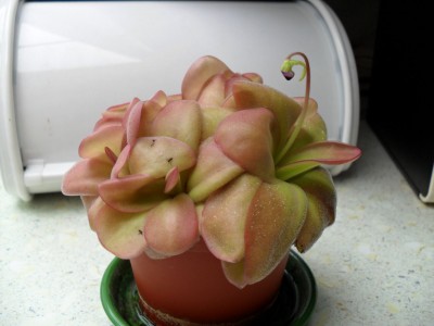 Pinguicula 2011 08 12a klein.jpg
