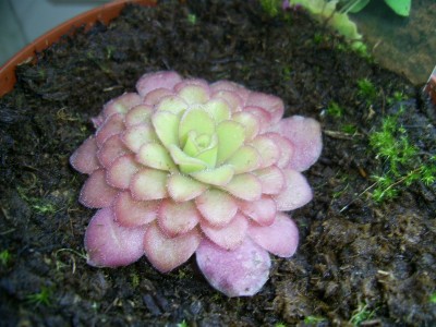 Pinguicula 2010 03 24c klein.jpg