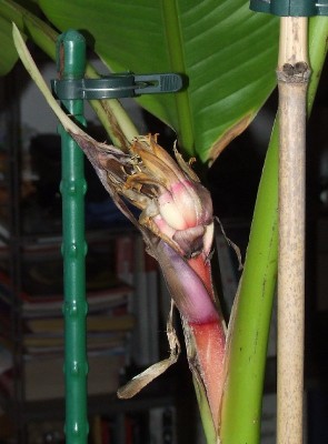 Bananenblüte 3.4.jpg