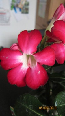 Wüsti Oosteriek-Blüte.jpg