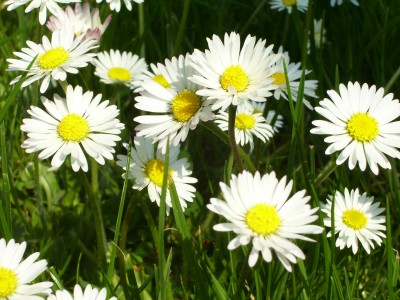 Gänseblümchen (4).jpg