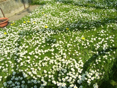 Gänseblümchen (3).jpg