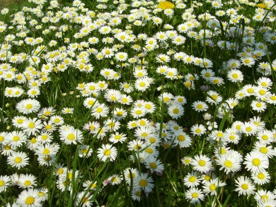 Gänseblümchen (2).jpg