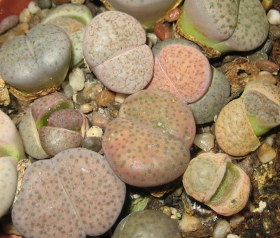 lebende Steine Lithops 021.jpg