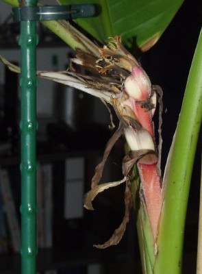 Bananenblüte 3.3.jpg