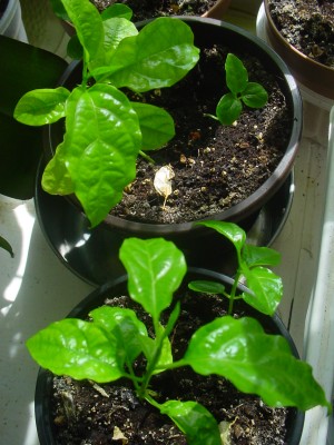 DSC00172.JPG