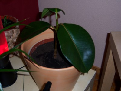 100_0675.JPG