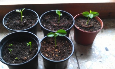 IMAG0254.jpg