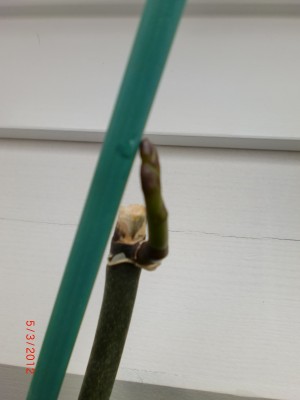 CIMG0375.jpg