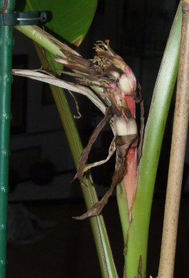Bananenblüte 3.2.jpg