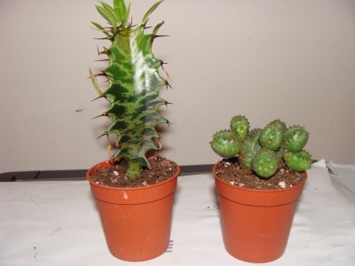 Meine Bilder 1559a.jpg