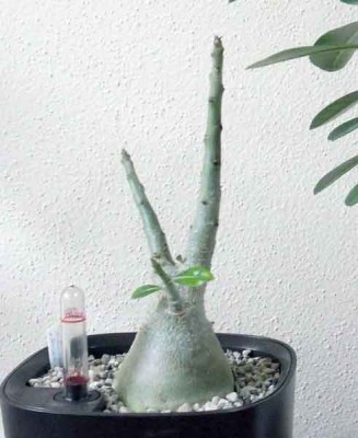 Adenium-WakaWaka_Winterruhe.jpg