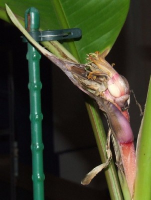 Bananenblüte 3.1.jpg