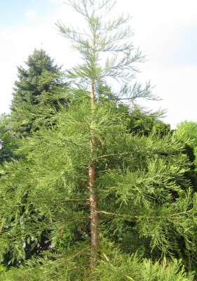Bild green 24-4 078.jpg