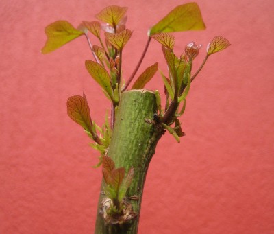 Bild green 24-4 077.jpg