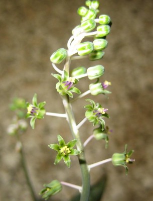 Ledebouria-socialis.jpg