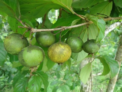 189. Baum, DSC04211.JPG