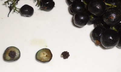 102. Unbekannter Ranker, Odontocarya vielleicht, DSC04375.JPG