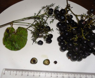 102. Unbekannter Ranker, Odontocarya vielleicht, DSC04373.JPG