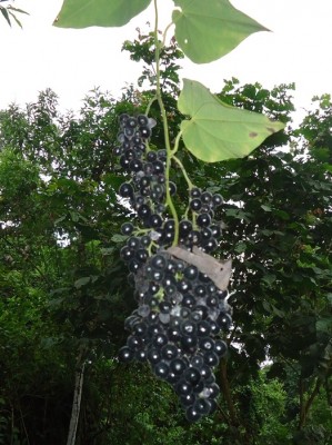 102. Unbekannter Ranker, Odontocarya vielleicht, DSC04253.JPG