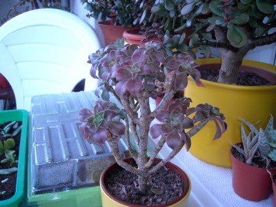 PICT2259.JPG