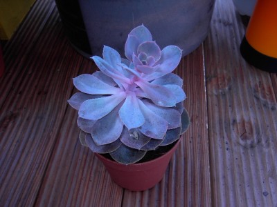 PICT2238.JPG