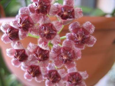 H.Wayettii blüte2.JPG