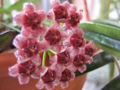 H.Wayettii blüte1.JPG