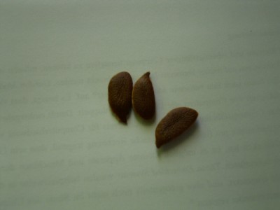 RIMG0004.JPG