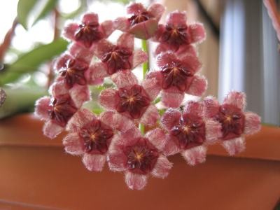 H.Wayettii blüte.JPG