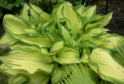 Hosta.jpg