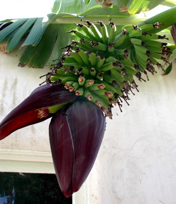 Janes Black Mysteri Fruchtstand.jpg