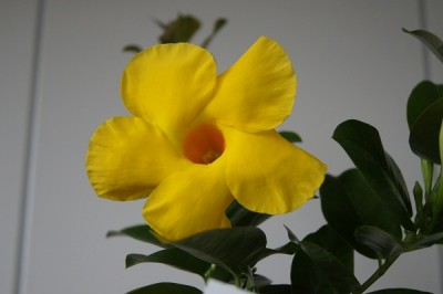 Dipladenia Oaple Citrine..jpg
