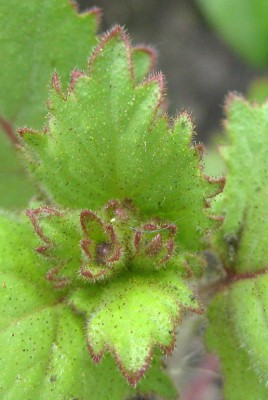Mairätsel_0040.jpg